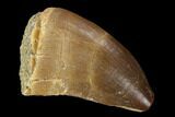 Mosasaur (Prognathodon) Tooth - Morocco #118986-1